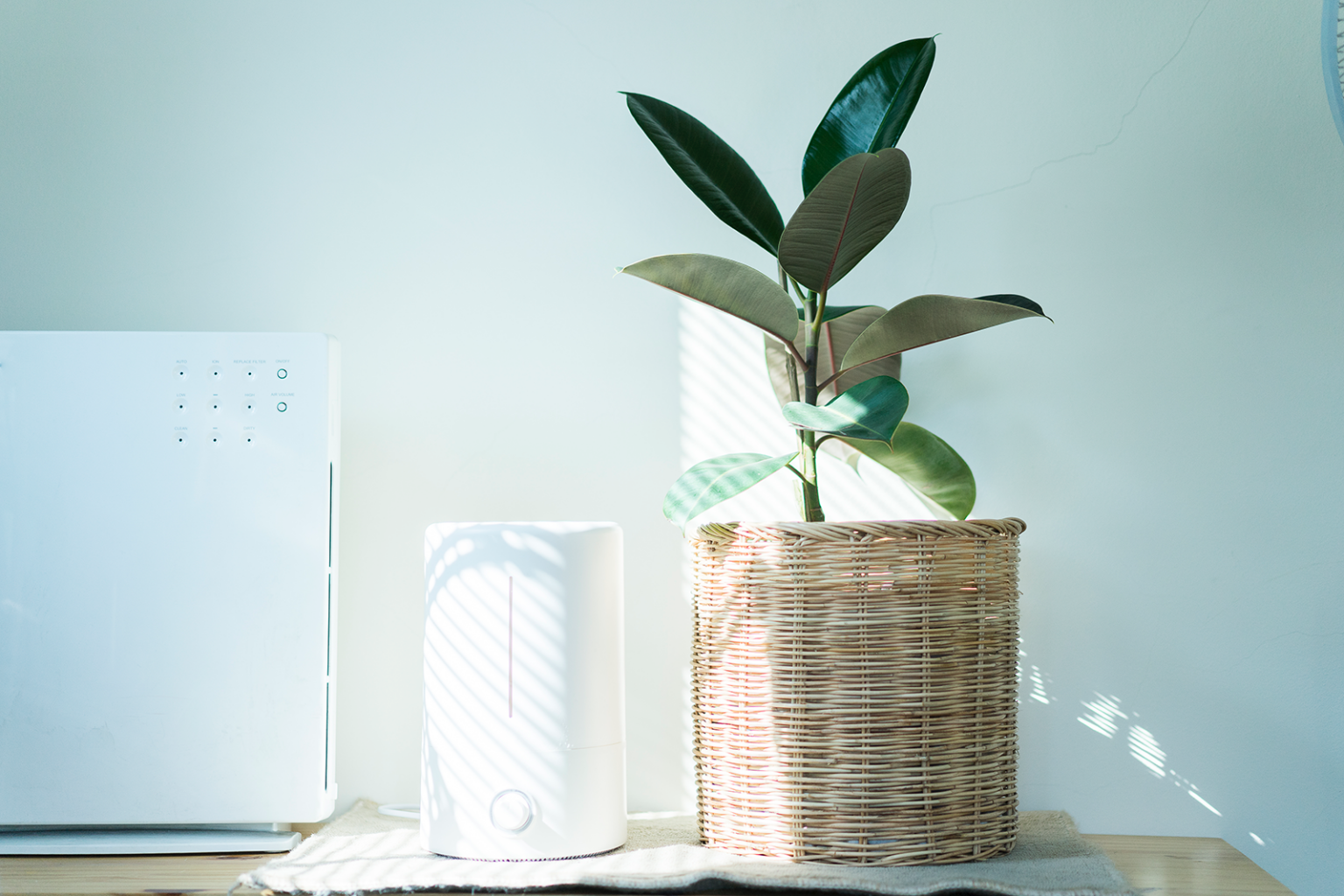 small-ac-next-to-plant