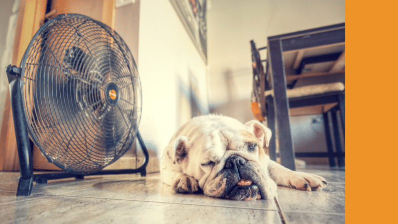 dog sleeping in front of fan